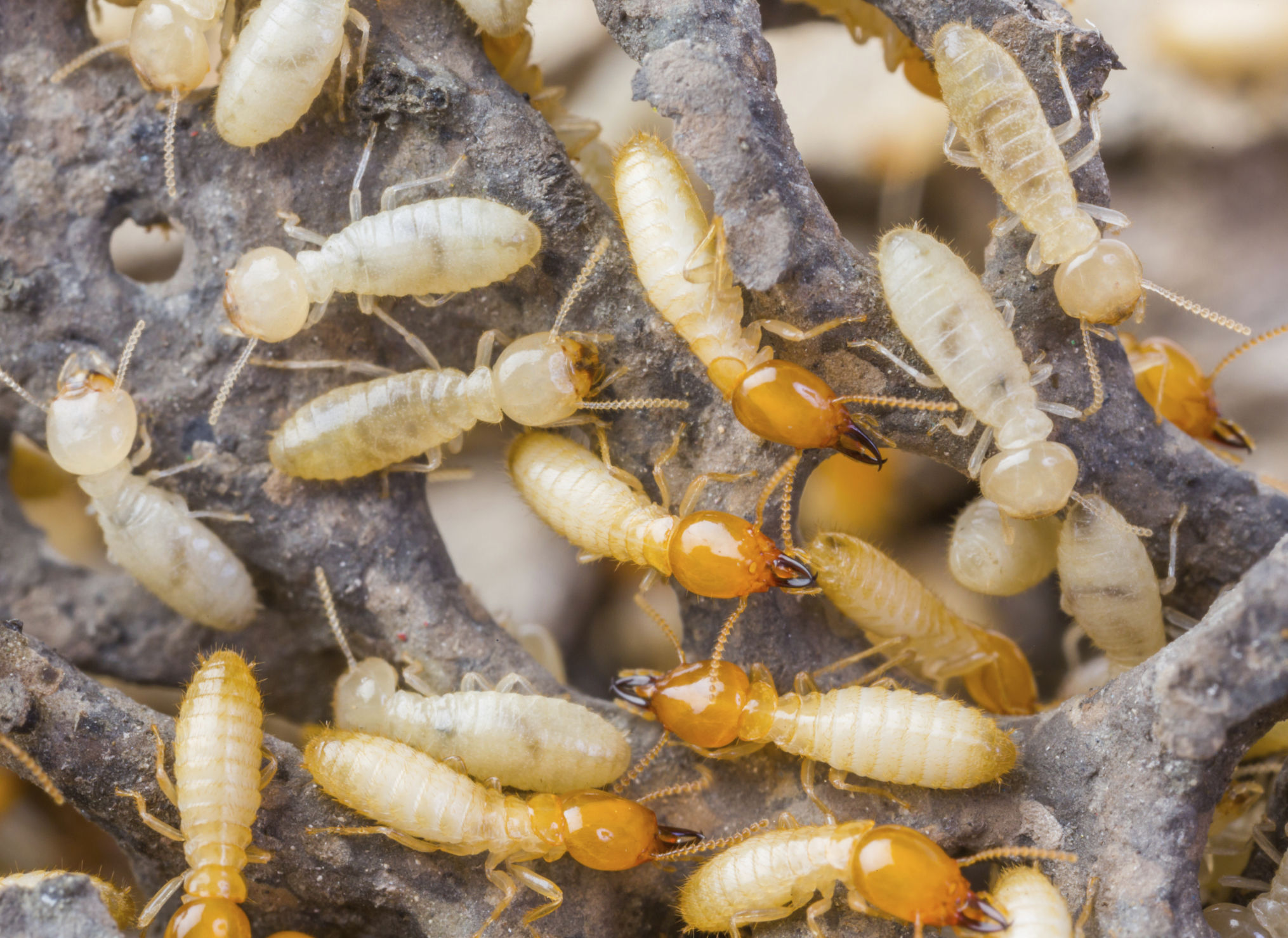 termites